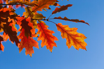 Autumn leaves on sunny day. Autumn leaves. Autumn forest.