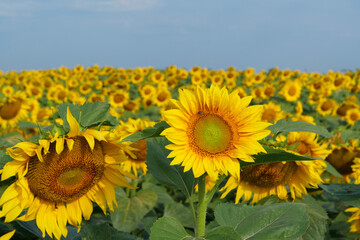 Field of beautiful sunflowers with many bees working. Bees are hard at work