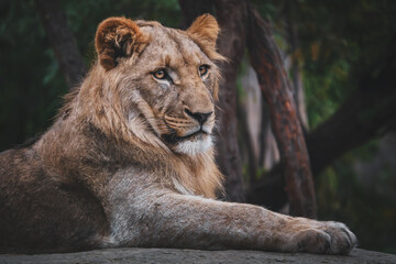 Naklejka premium Afrikanischer Löwe