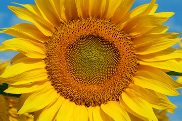 Obraz premium Field of beautiful yellow sunflowers