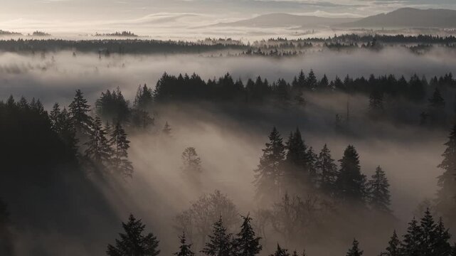 Sunrise mist in a Pacific Northwest forest, British Columbia, Canada.