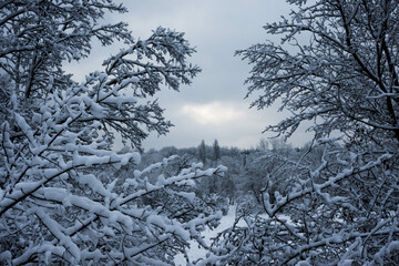 frame of snow-covered branches