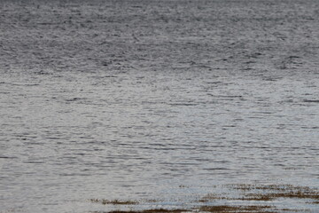 Graves Island, Nova Scotia, November 7 2024