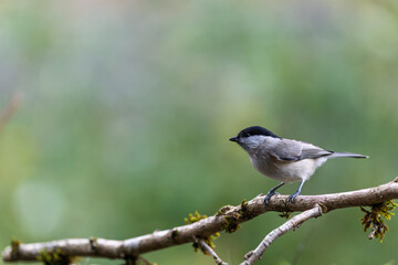 Bird (Black capped chickadee) perched on a branch with a blurred background. Closeup detail photo