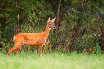 Roe deer in the forest in the wild