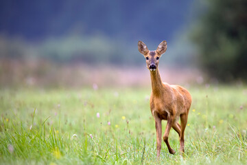 Roe deer in a clearing in the wild