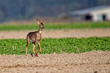 Roe deer in a clearing in the wild