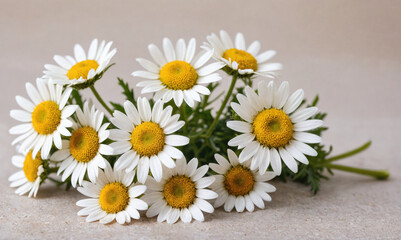 Obraz premium A bouquet of daisies rests on a light grey surface