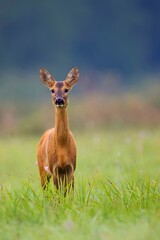 Roe deer in a clearing in the wild © Janusz