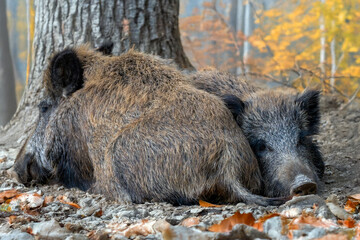 2 Wildschweine kuscheln (Schwarzwild)