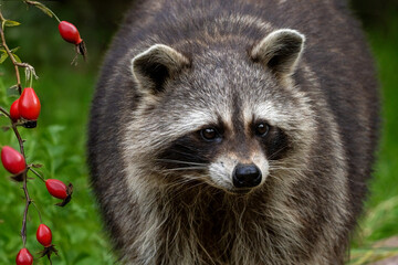Waschbären-Portrait