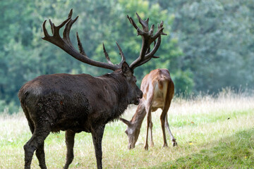 Hirsch mit Hirschkuh zur Brunft