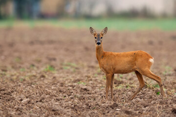 Roe deer in a clearing in the wild