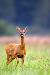Roe deer in a clearing in the wild