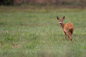 Fototapeta premium Roe deer in a clearing in the wild