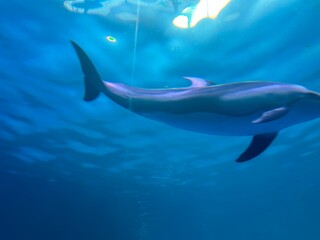 Dolphin under water 