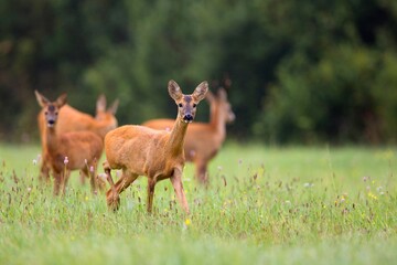 Obraz premium Roe deer with family in the wild