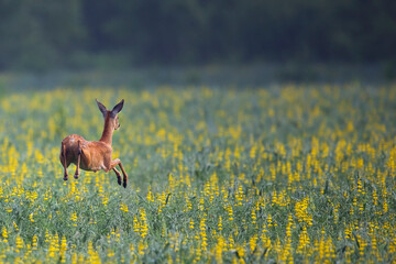 Roe deer in the run in the wild