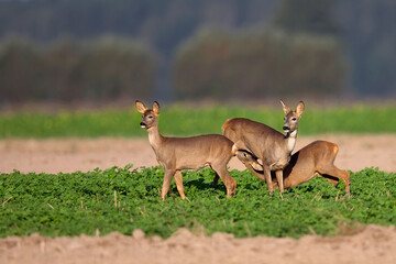 Roe deer with family in a clearing