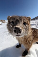 Obraz premium a small animal is standing in the snow