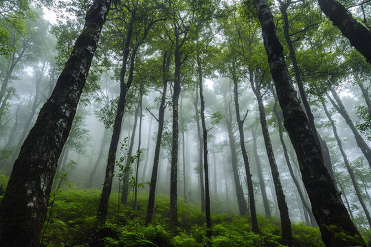 forest in the fog with green trees
