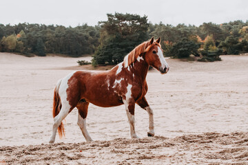 Criollo horse in the dunes, walking in complete freedom
