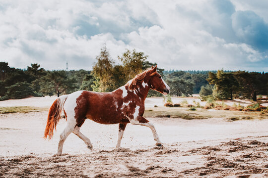 Criollo horse trotting in complete freedom in the dunes