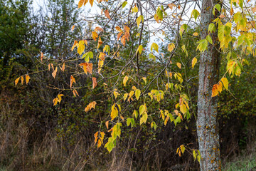 autumn