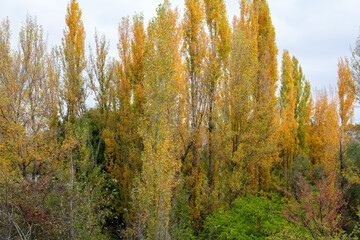 autumn