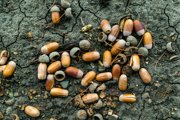 Acorns on the ground in the forest, autumn background