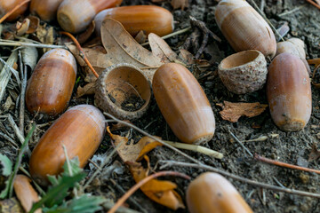 Acorns on the ground in the forest, autumn background