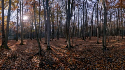 Fototapeta premium Sun shining through a colorful autumn forest