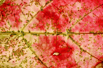 texture of grape leaves in autumn, agriculture and season concept