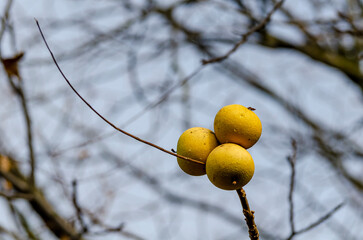 Juglans-nigra - Black walnut, cultivated for its deep brown wood 'lumber' and its edible walnut seeds 'food'