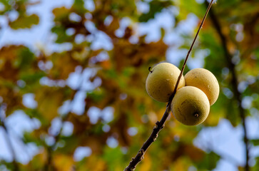 Juglans-nigra - Black walnut, cultivated for its deep brown wood 'lumber' and its edible walnut seeds 'food'