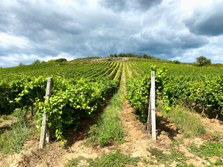 vineyard in region country