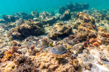 Underwater photo of fish swimming in the ocean next to coral 