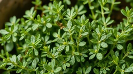 Close-up of fresh tarragon (estragon) leaves growing in a vibrant herbal garden, cooking, tarragon, estragon