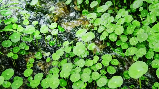 Slow motion hydrocotyle vulgaris and water flowing