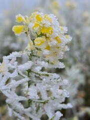 blossom in winter
