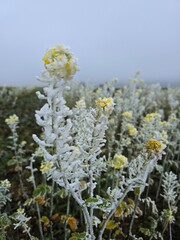 blossom in winter