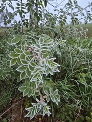 leaves in the snow
