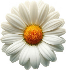 Top-down shot of a single daisy flower. The white petals fan out evenly around the sunny yellow center, set against a crisp, transparent background.