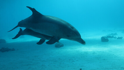 Pod of dolphins swimming underwater