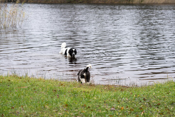 Joosu, Estonia - November 03 2024: Young Landseer puppy walking on a humid autumn day beside a peaceful lake in Estonia, enjoying the outdoors with her great grandmother. Water rescue dogs.