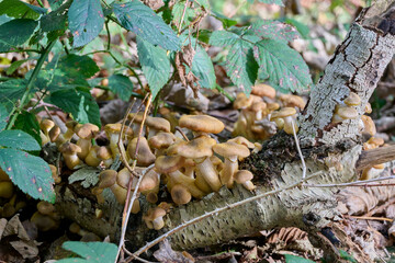 light brown mushrooms on a branch among the green leaves