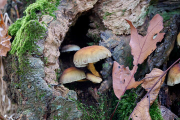 mushrooms in a hollow space of a tree stump with moss and autumn leaves