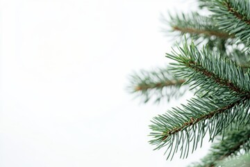 Obraz premium This tranquil studio shot features a detailed closeup of a lush conifer Christmas tree branch against a white background, highlighting its vibrant green needles and inherent beauty