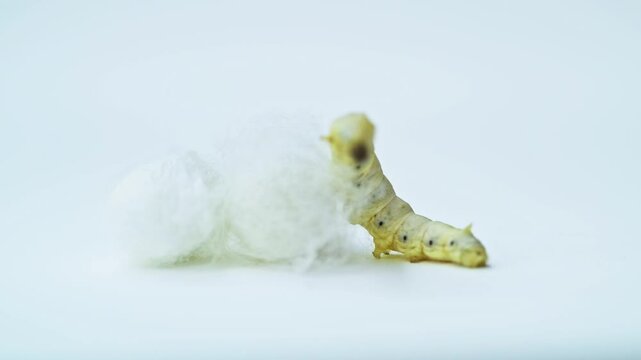 Silkworm make cocoon on white background