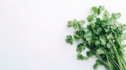 Fresh Bunch of Cilantro Isolated on a Clean White Background Perfect for Culinary, Health, or Natural Food-Related Projects and Illustrations